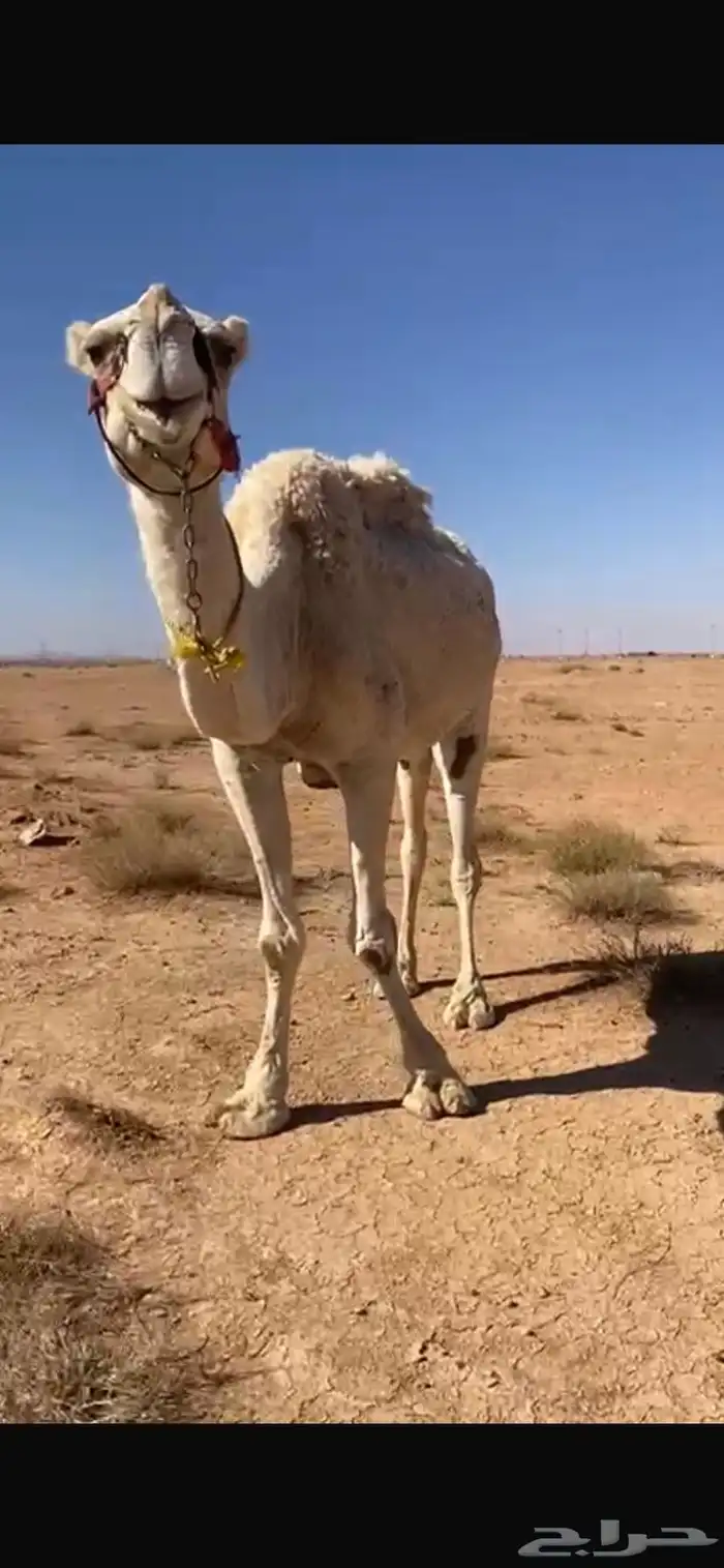 رحول وضحى الطبع شرط 0