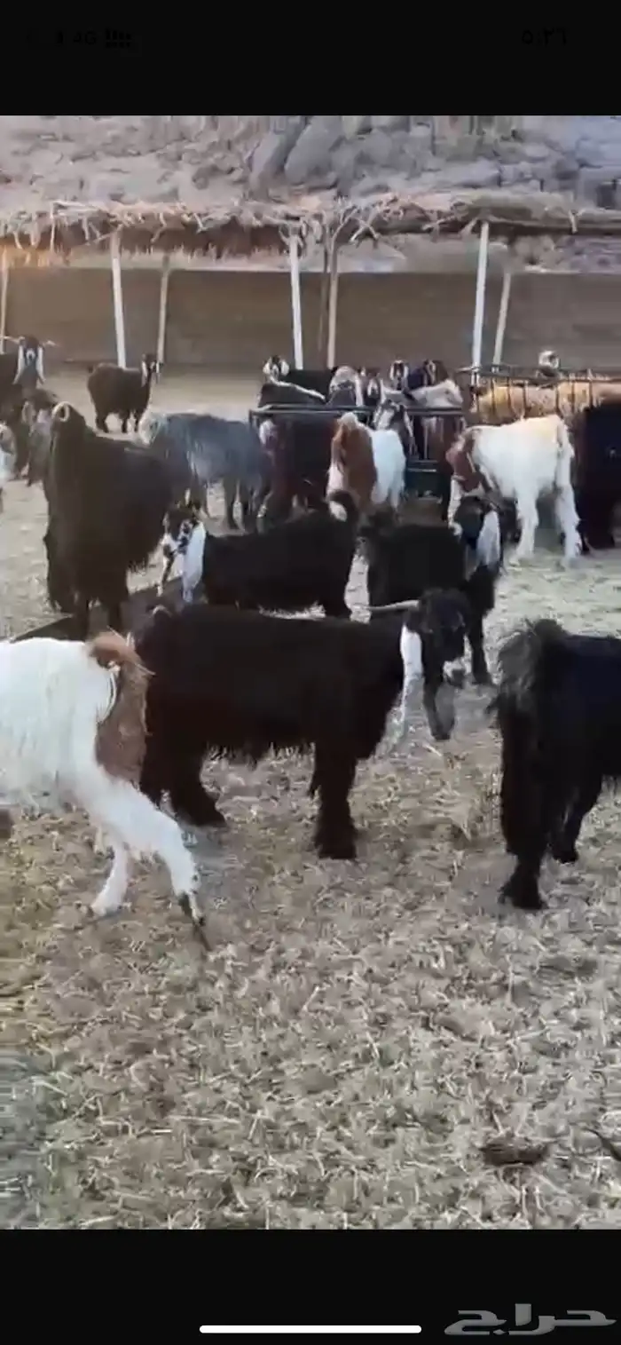 معزء طيبه خلفات ودفيع وفحولها معها 4