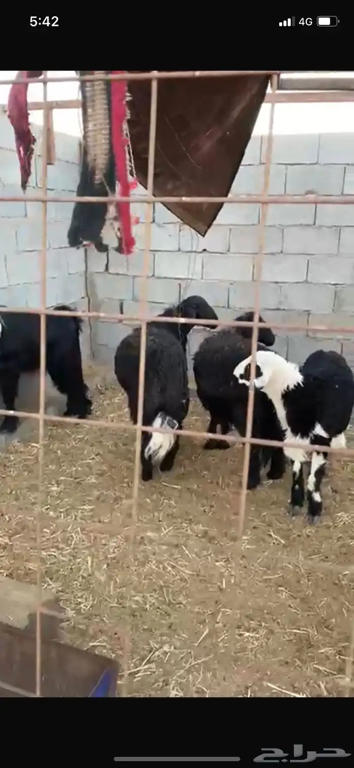 طليان جبرة 0