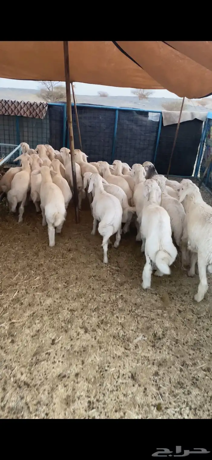 بهم تم البيع اضغط متابعه 2