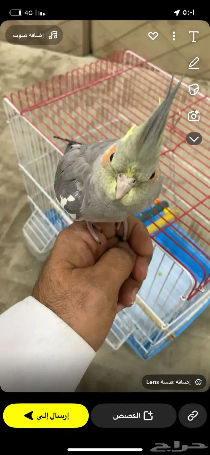 كروان اليف 0