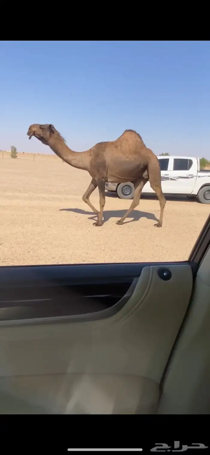 القحات كفو للبيع 1