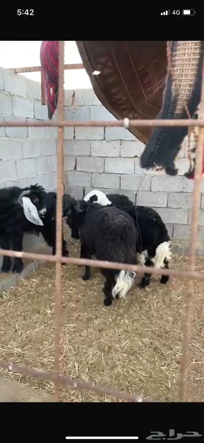 طليان جبرة 1