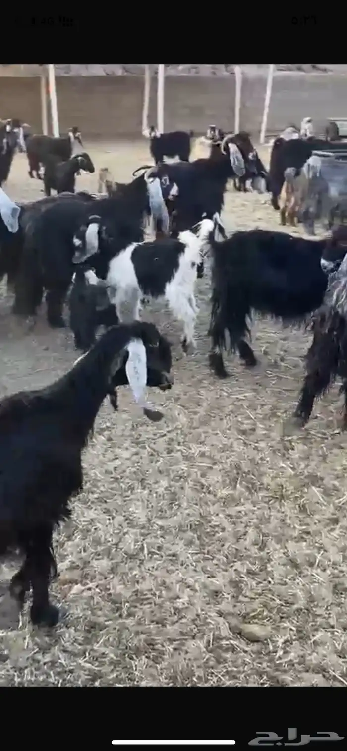 معزء طيبه خلفات ودفيع وفحولها معها 1