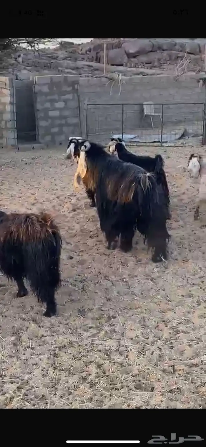 معزء طيبه خلفات ودفيع وفحولها معها 6