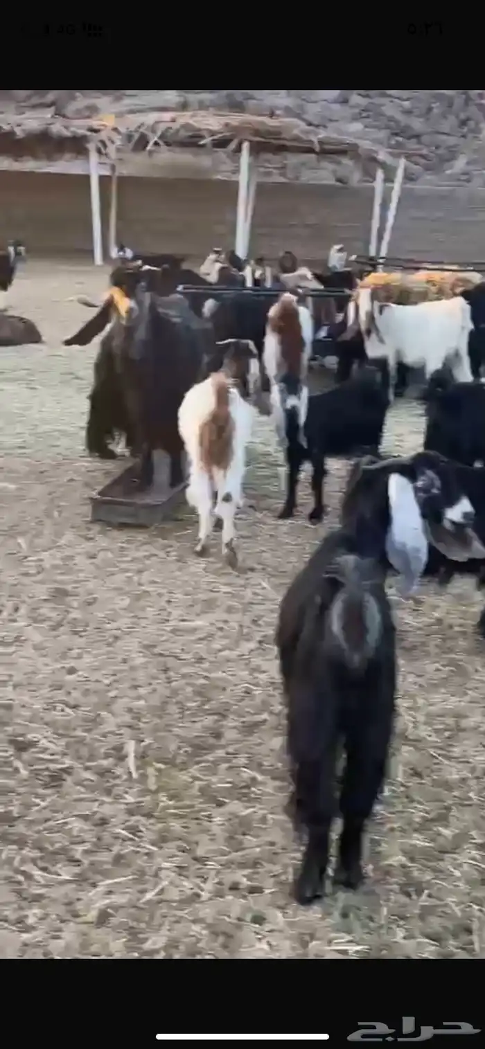 معزء طيبه خلفات ودفيع وفحولها معها 0