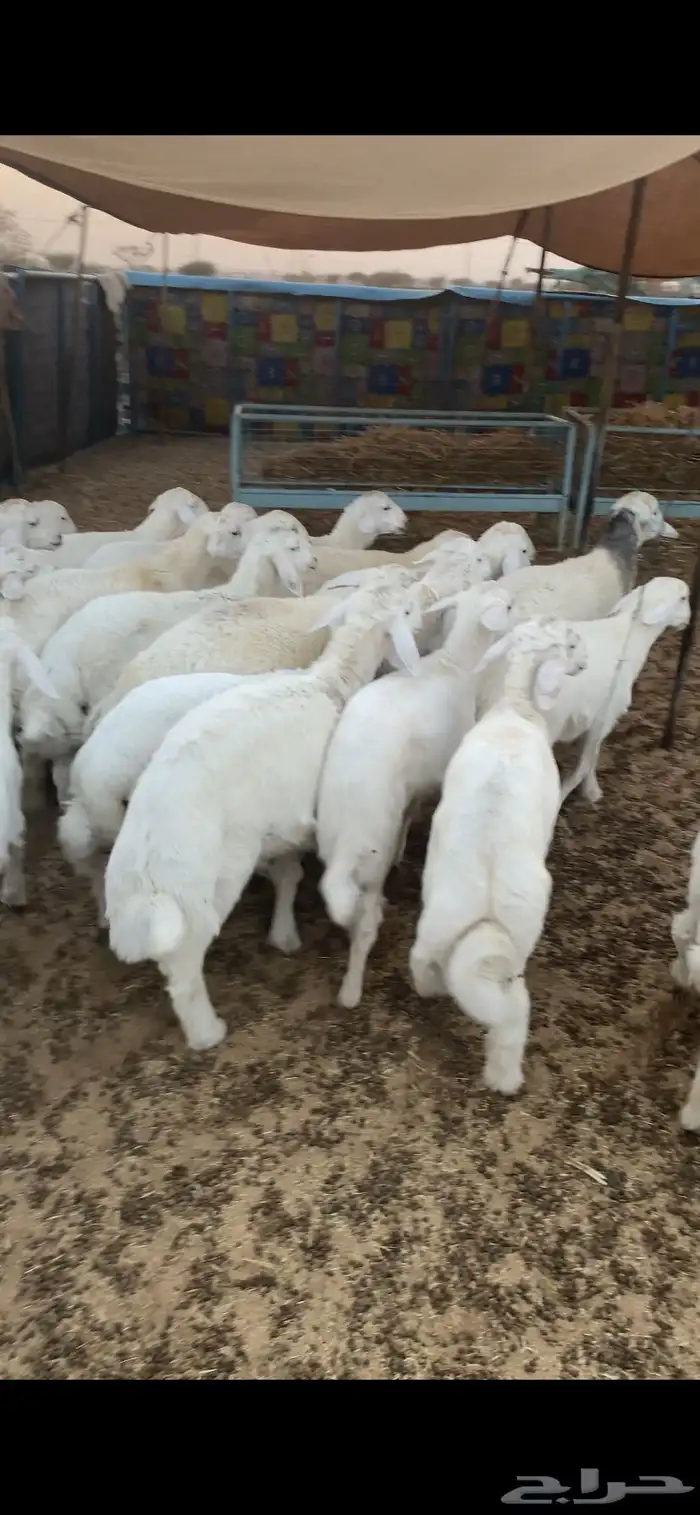 بهم تم البيع اضغط متابعه 0