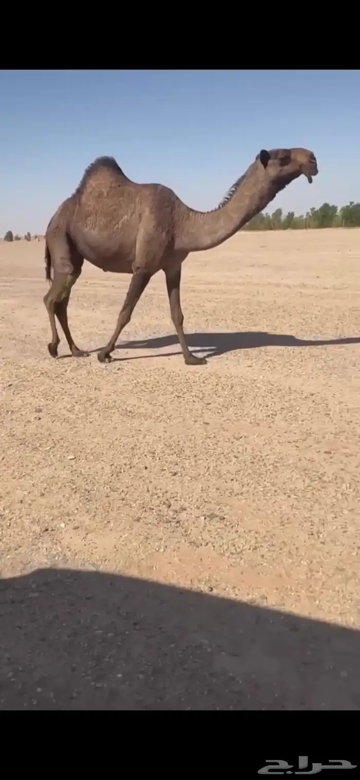 القحات كفو للبيع 0