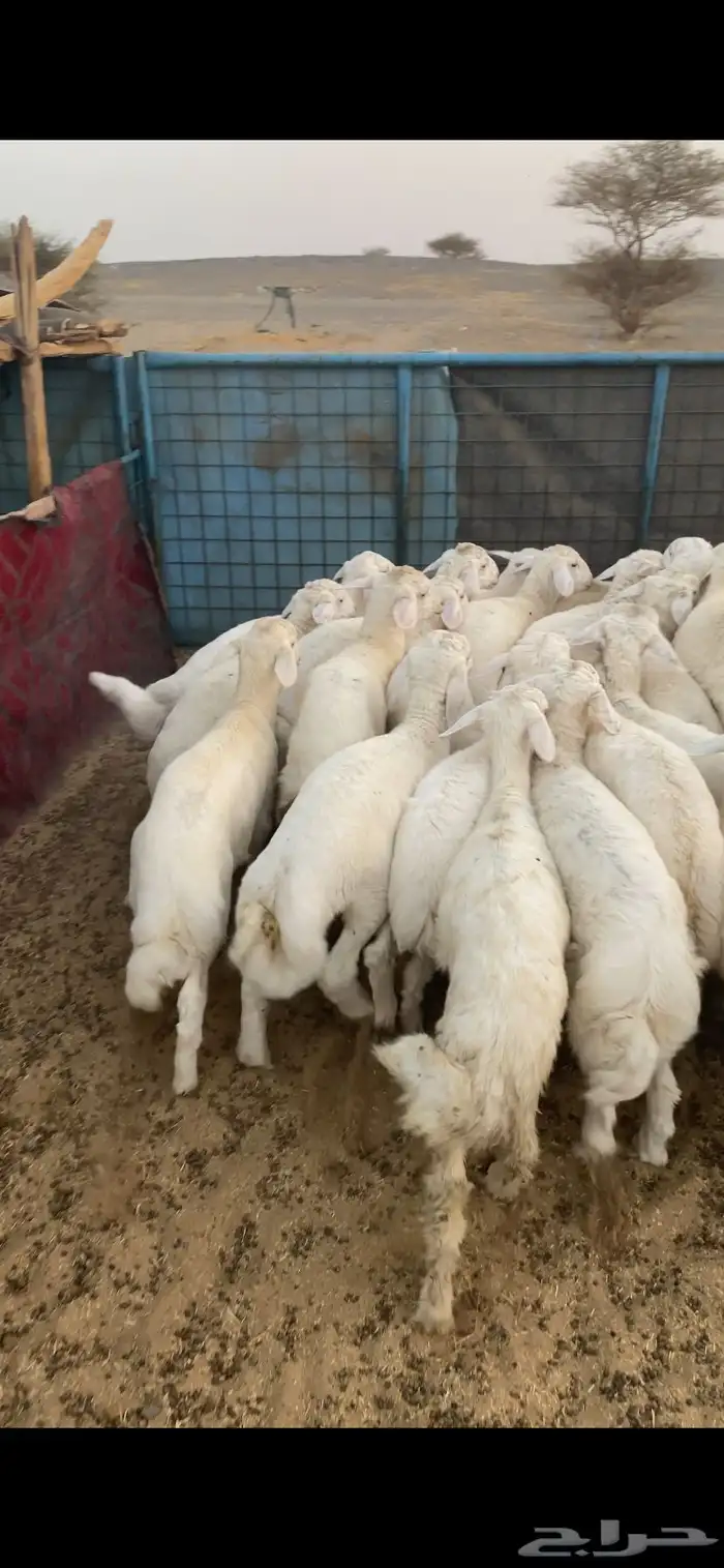 بهم تم البيع اضغط متابعه 3