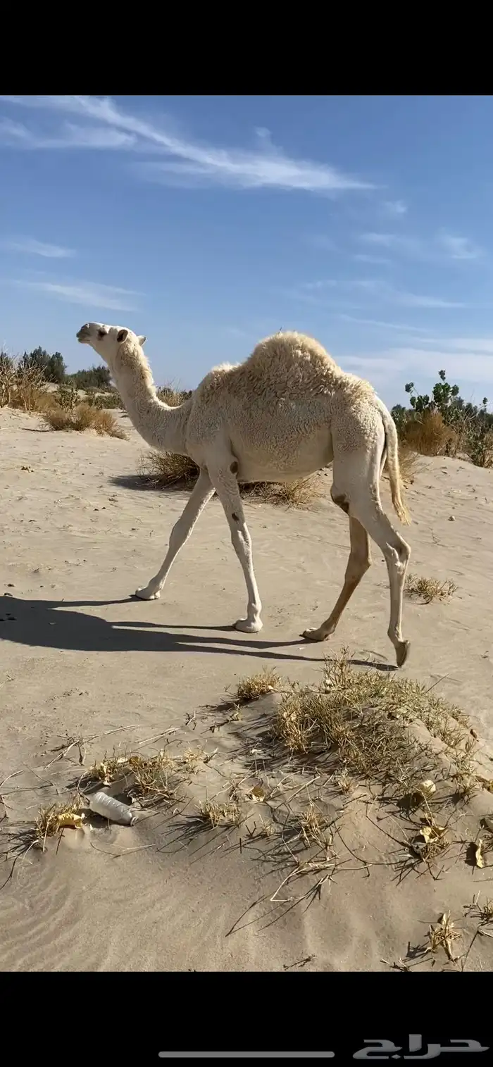 عشراء تحتها بكره 0