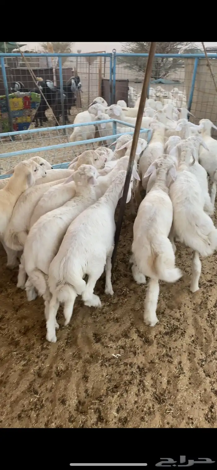 بهم تم البيع اضغط متابعه 1