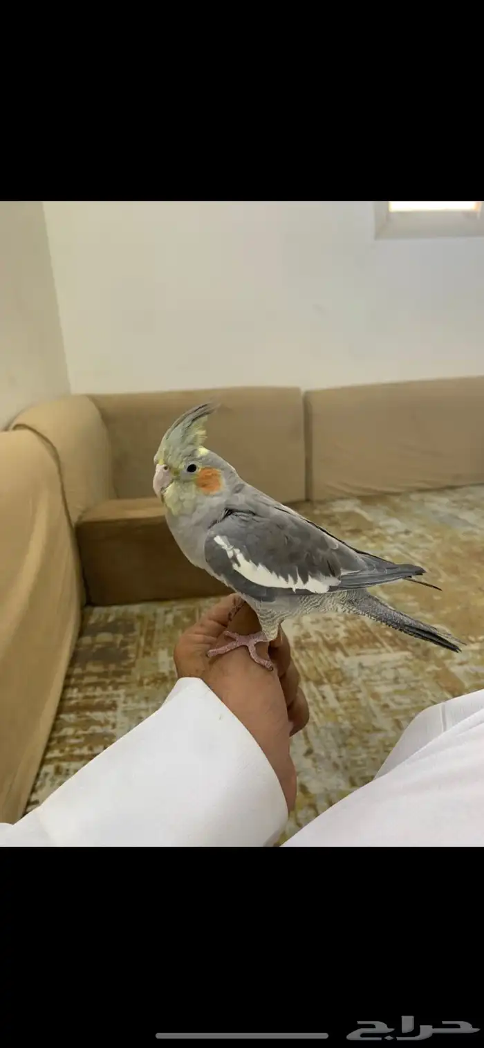 كروان اليف 1