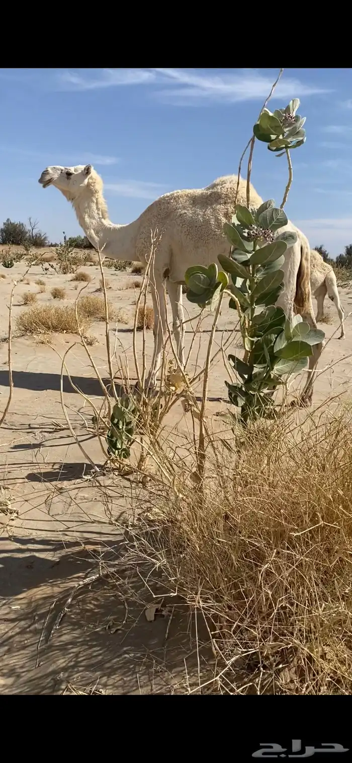 عشراء تحتها بكره 1