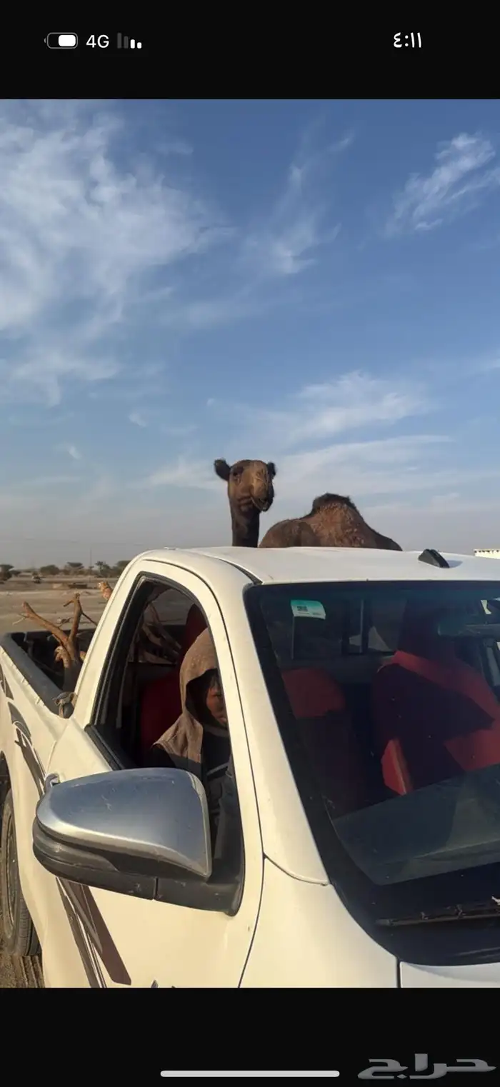 ناقه ضروبه منتج طيبه البيع مستعجل 3