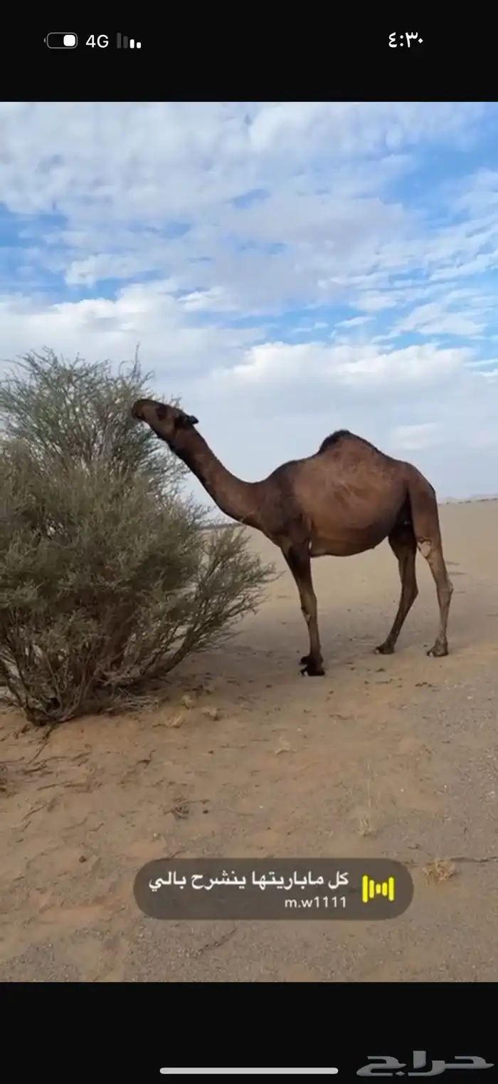 ناقه ضروبه منتج طيبه البيع مستعجل 2