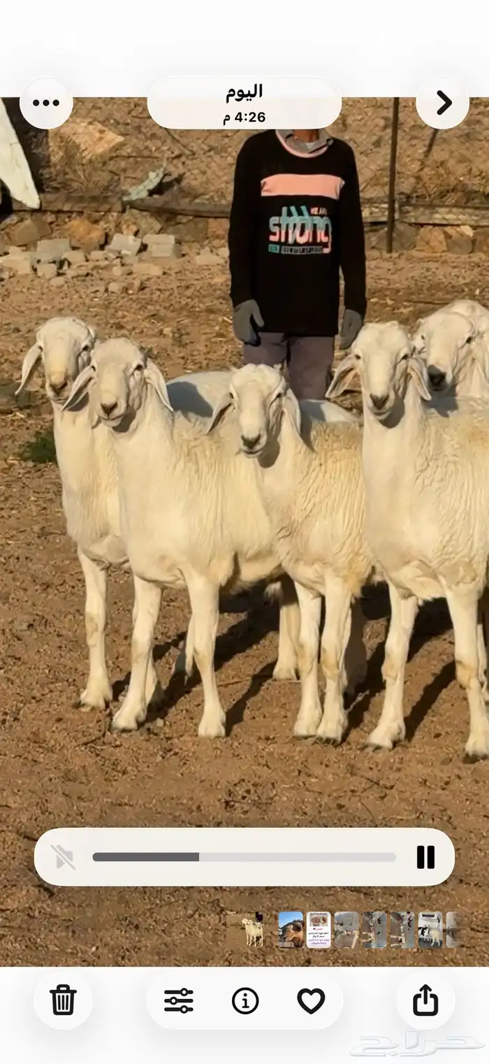 طليان كبار ناهيه طيبه للبيع (يوجد تابي امكان ) 0