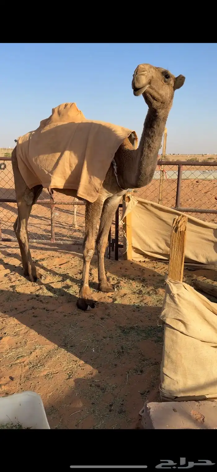 للبيع بكرة صفرا 4