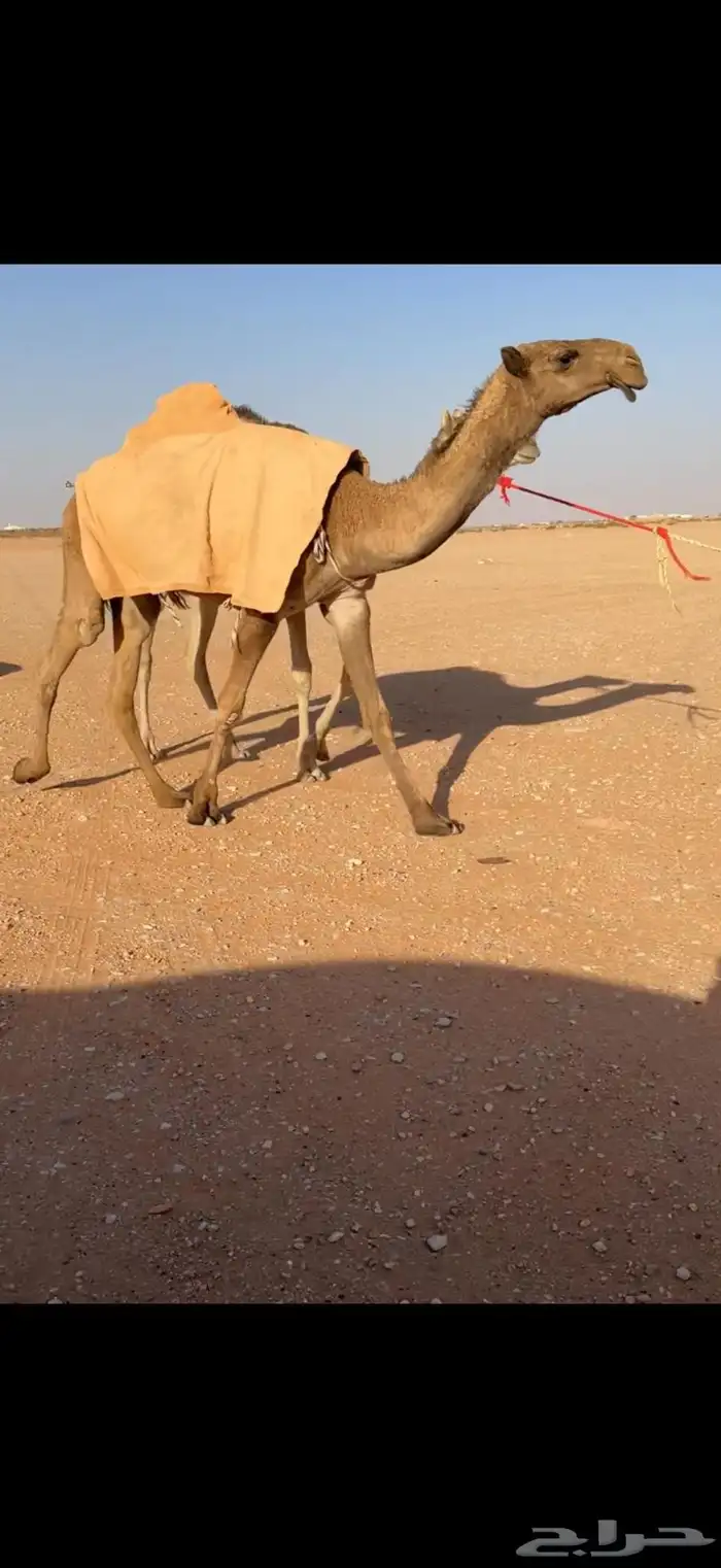 للبيع بكرة صفرا 0