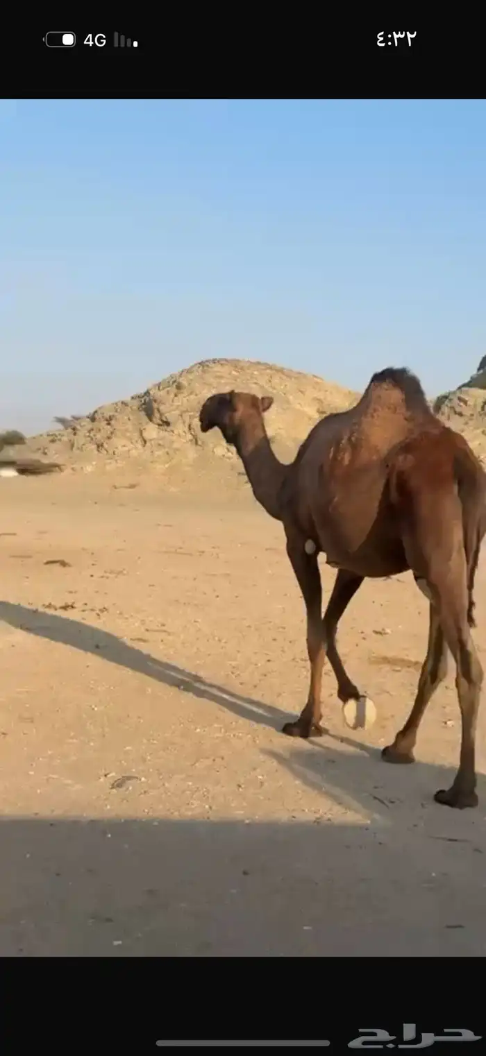 ناقه ضروبه منتج طيبه البيع مستعجل 4