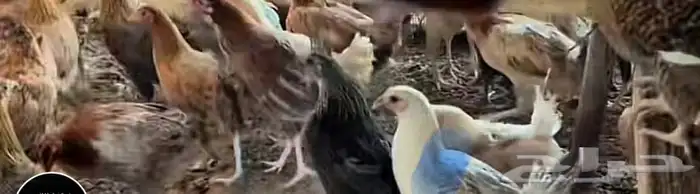 دجاج للبيع 0