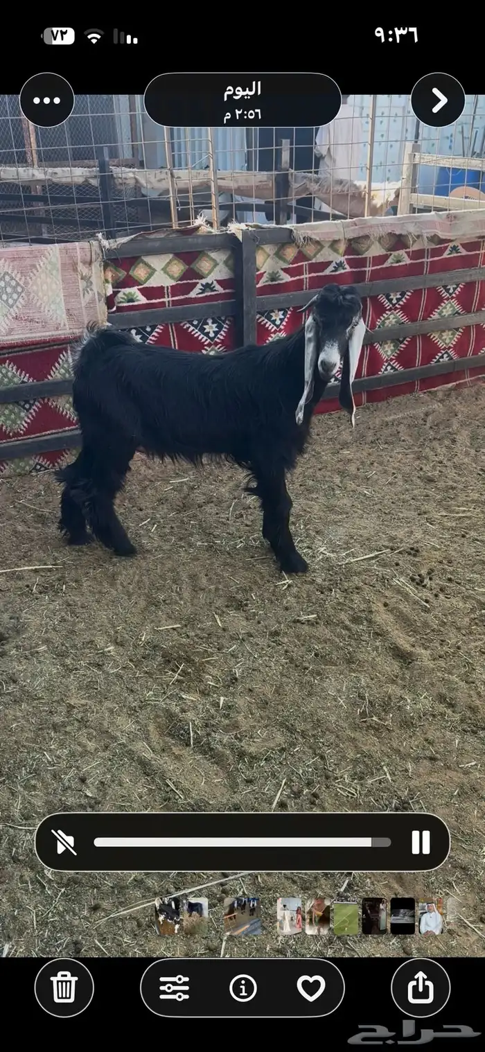 معزا عوارض صنف الصنف من جذعه الي تامه دفيع شرط 2