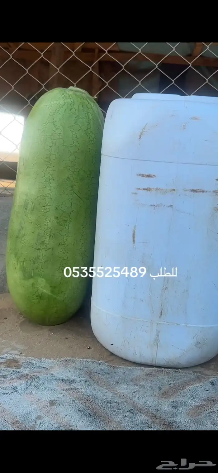 حبحب عثري احمر وحلو 3