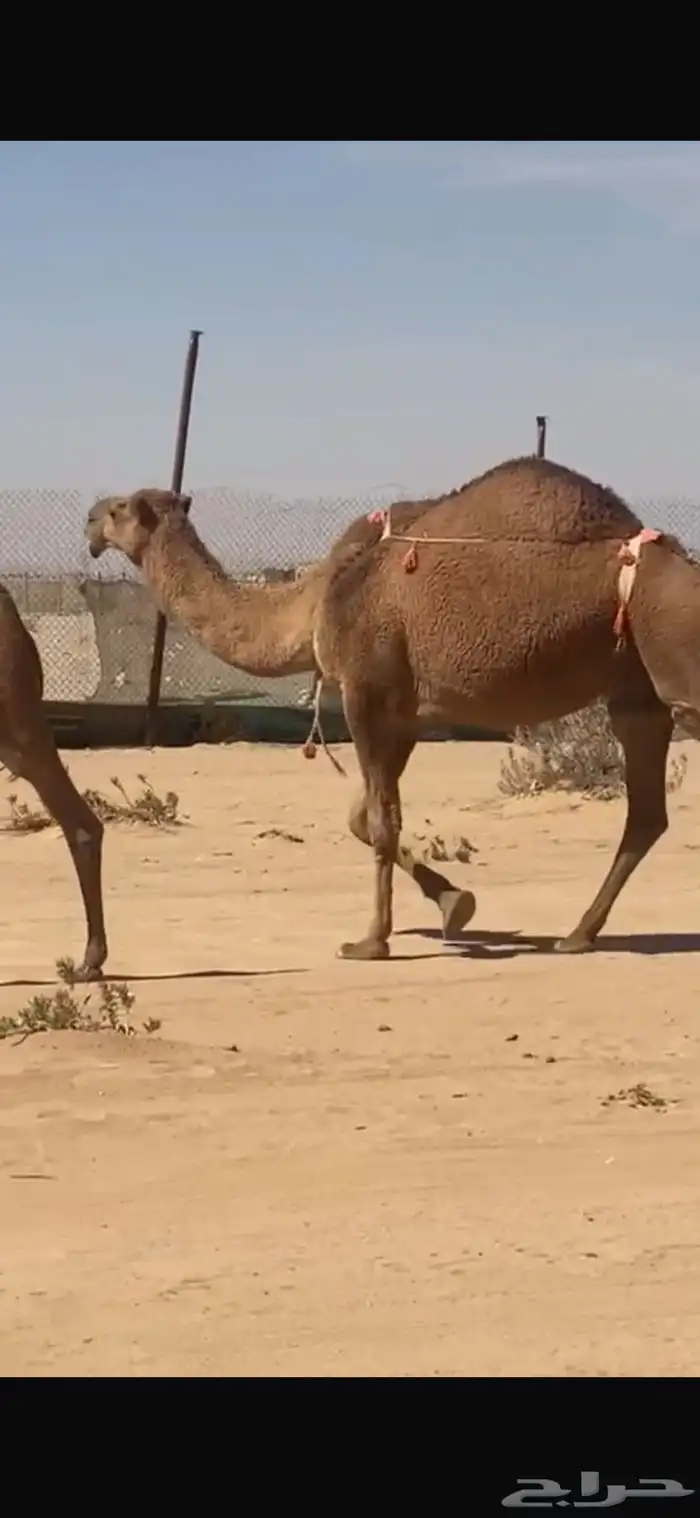 شعلا خلفه تحتها بكره 1