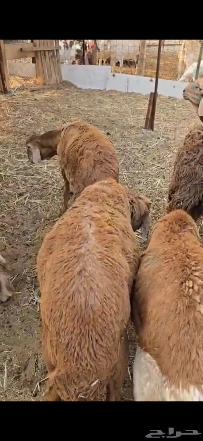 طليان سواكن حمري العدد 9 7