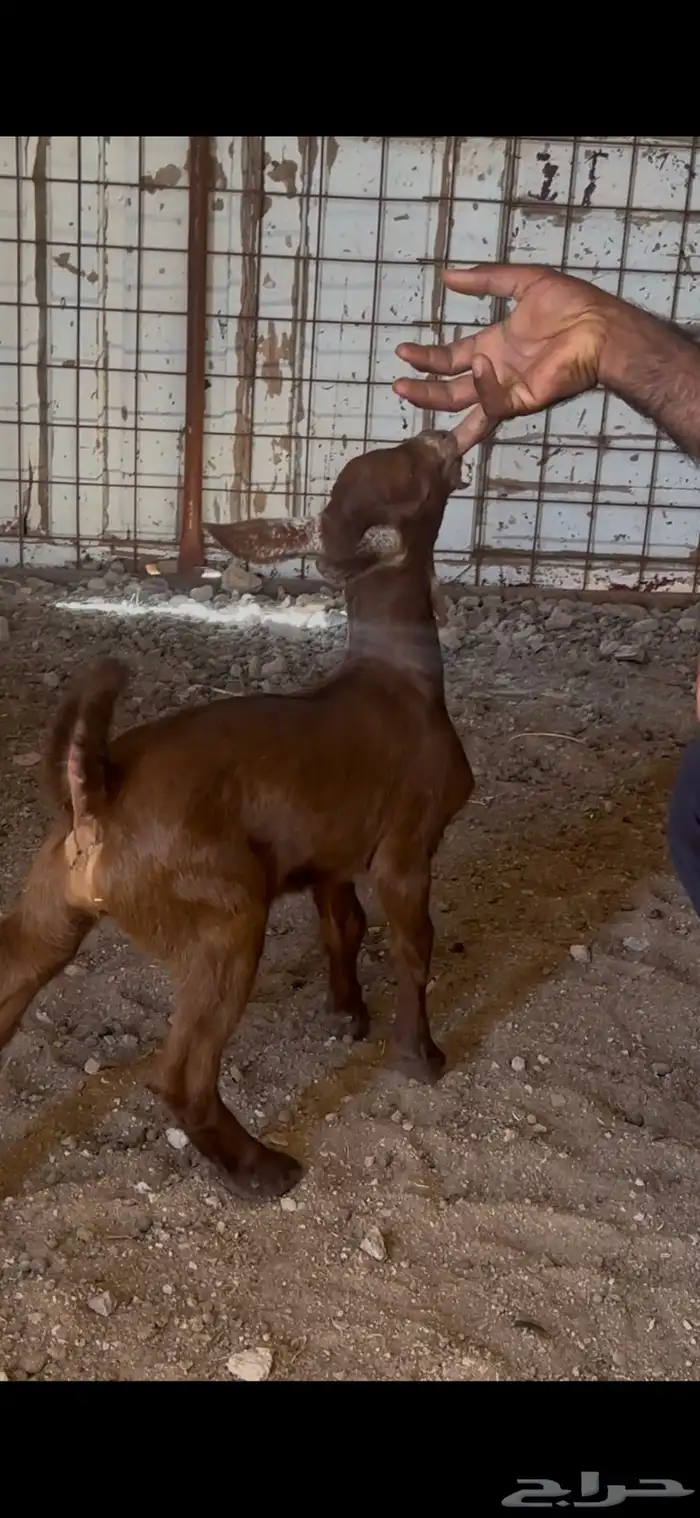 دواغير جنوبيات دهم تيس وجفره تم البيع 1