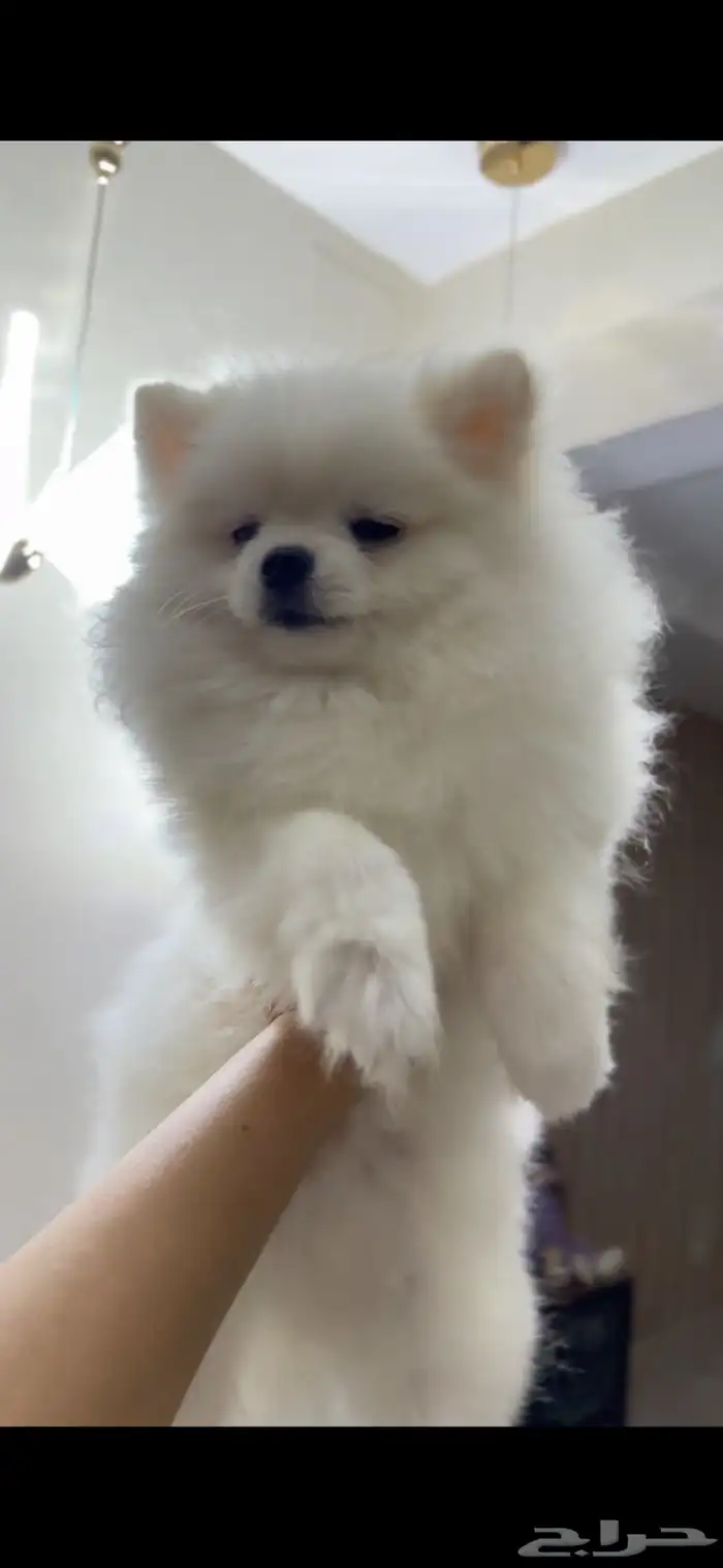 بوميرينيان مستورد حجم صغير 2