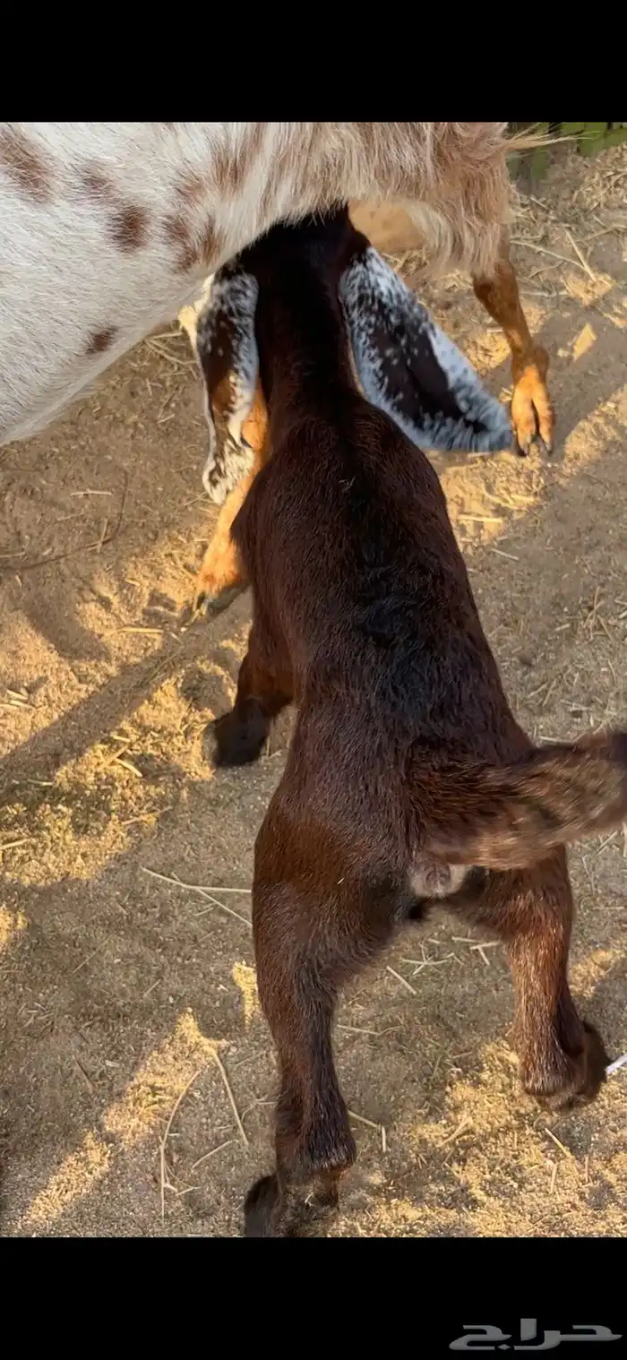 جفره مصريه داغوره 1