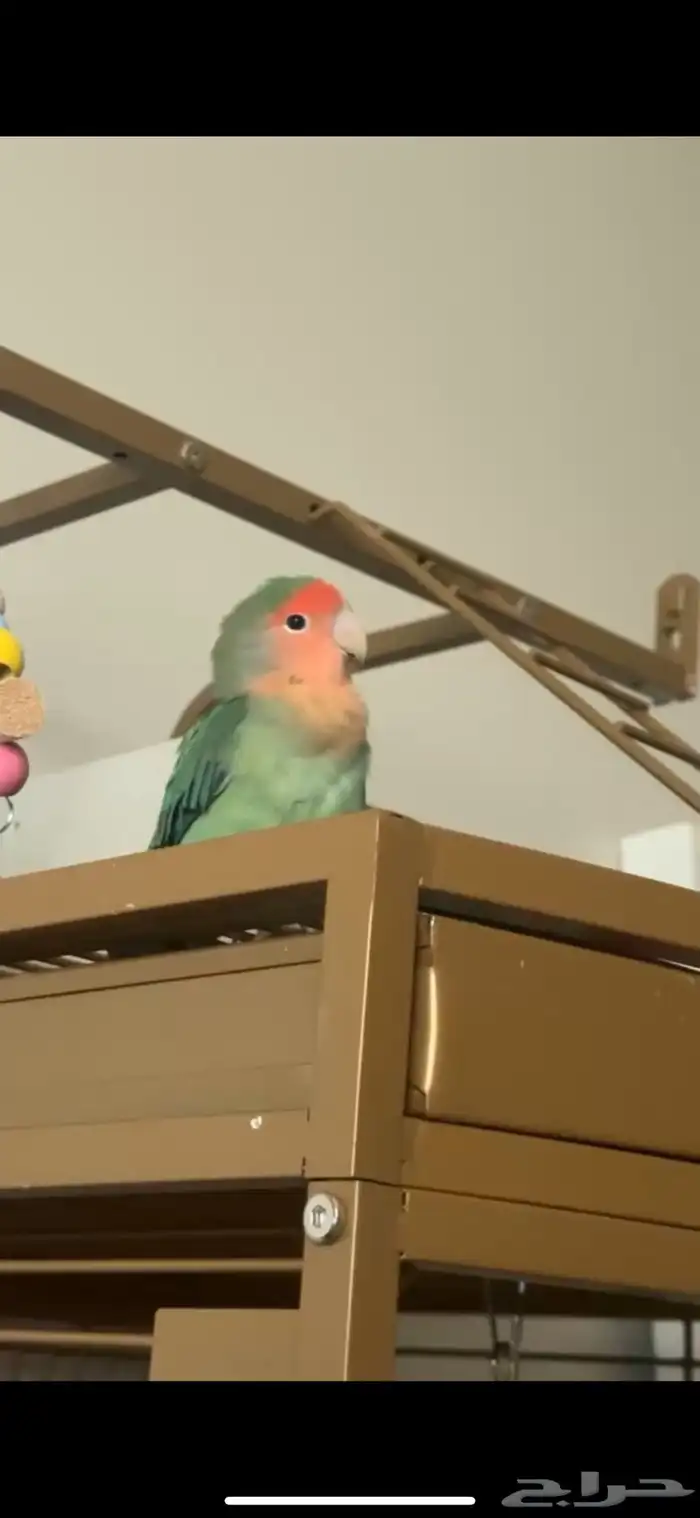 انثى طير روز 0