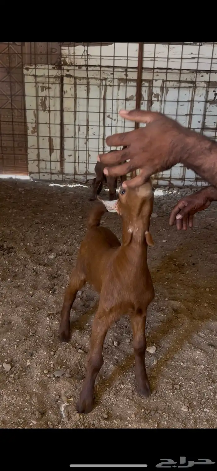 دواغير جنوبيات دهم تيس وجفره تم البيع 4