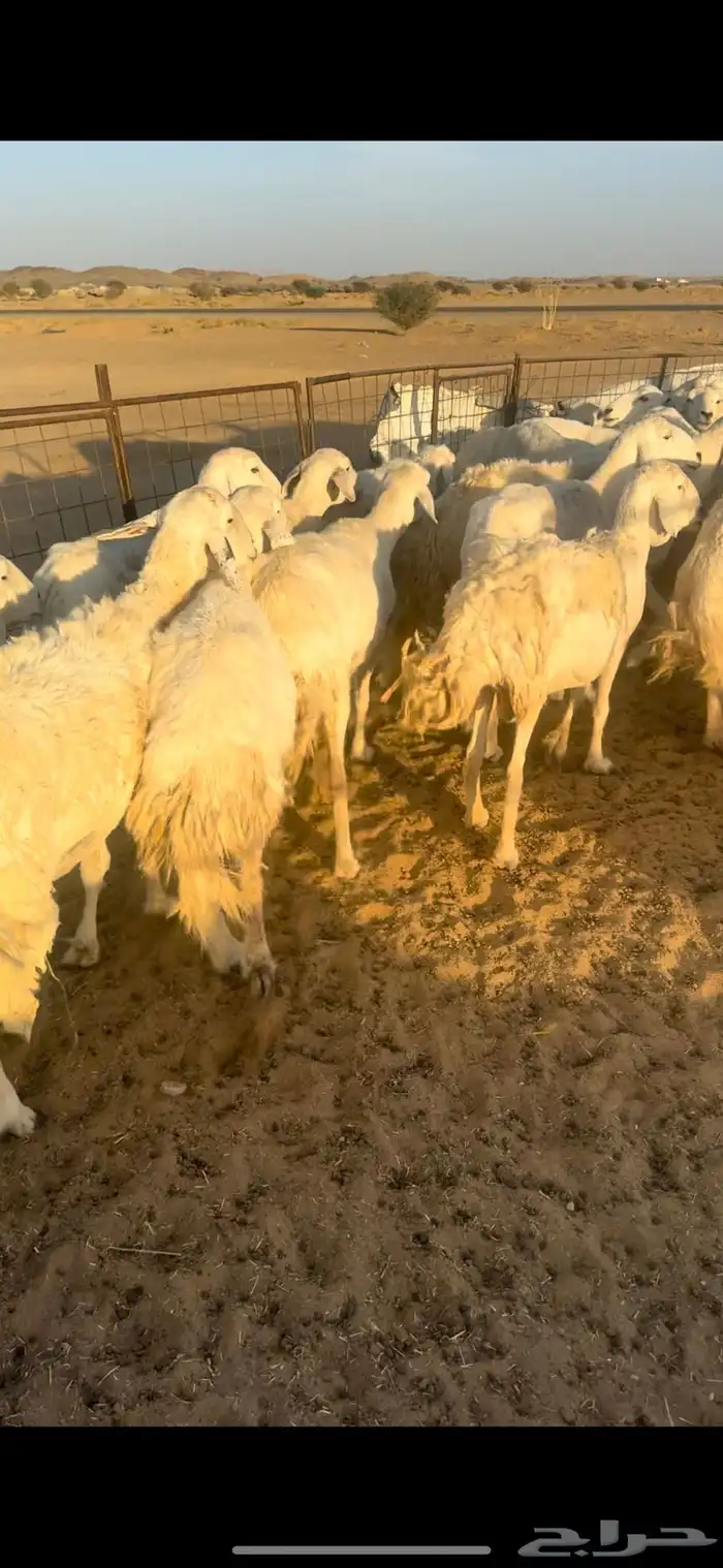 غنم مقاني السوم 670 2