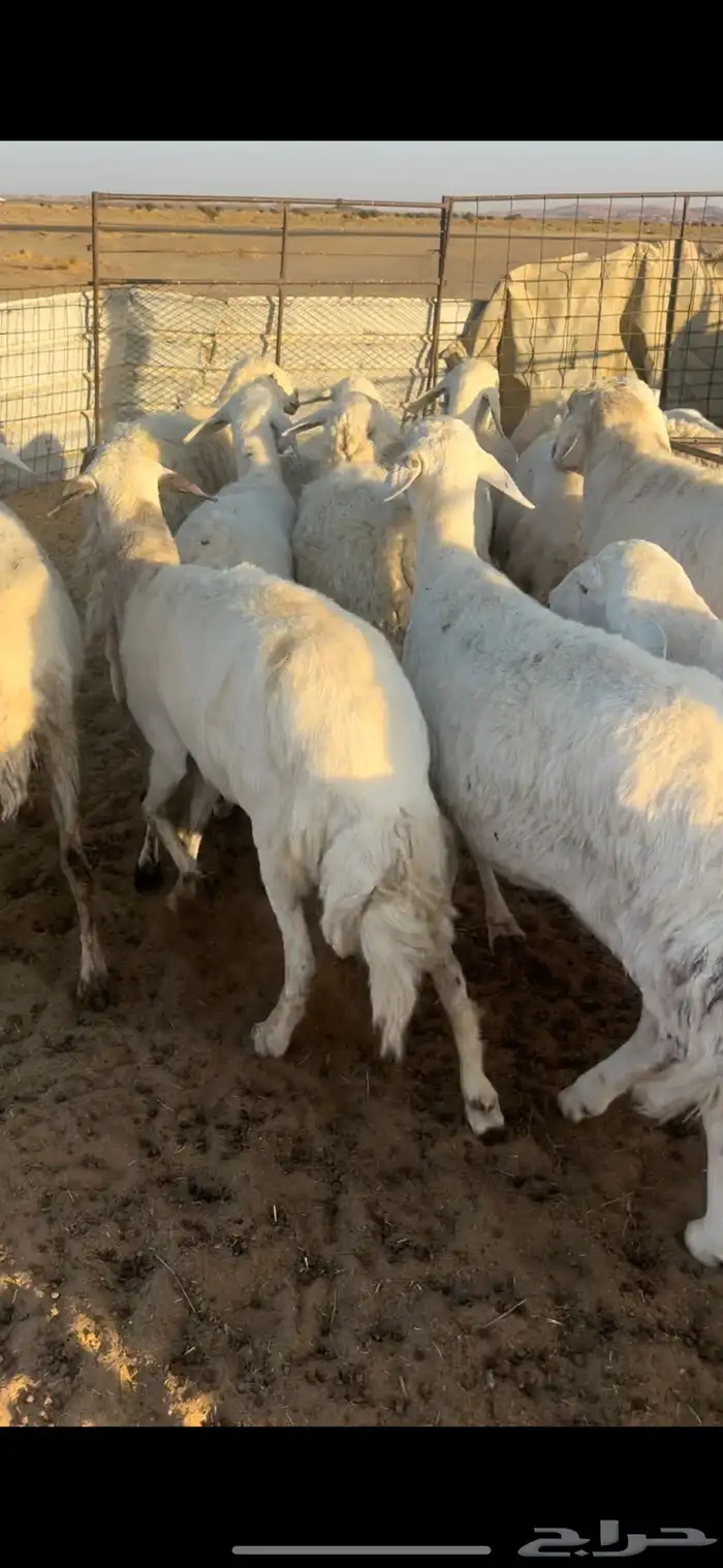 غنم مقاني السوم 670 4