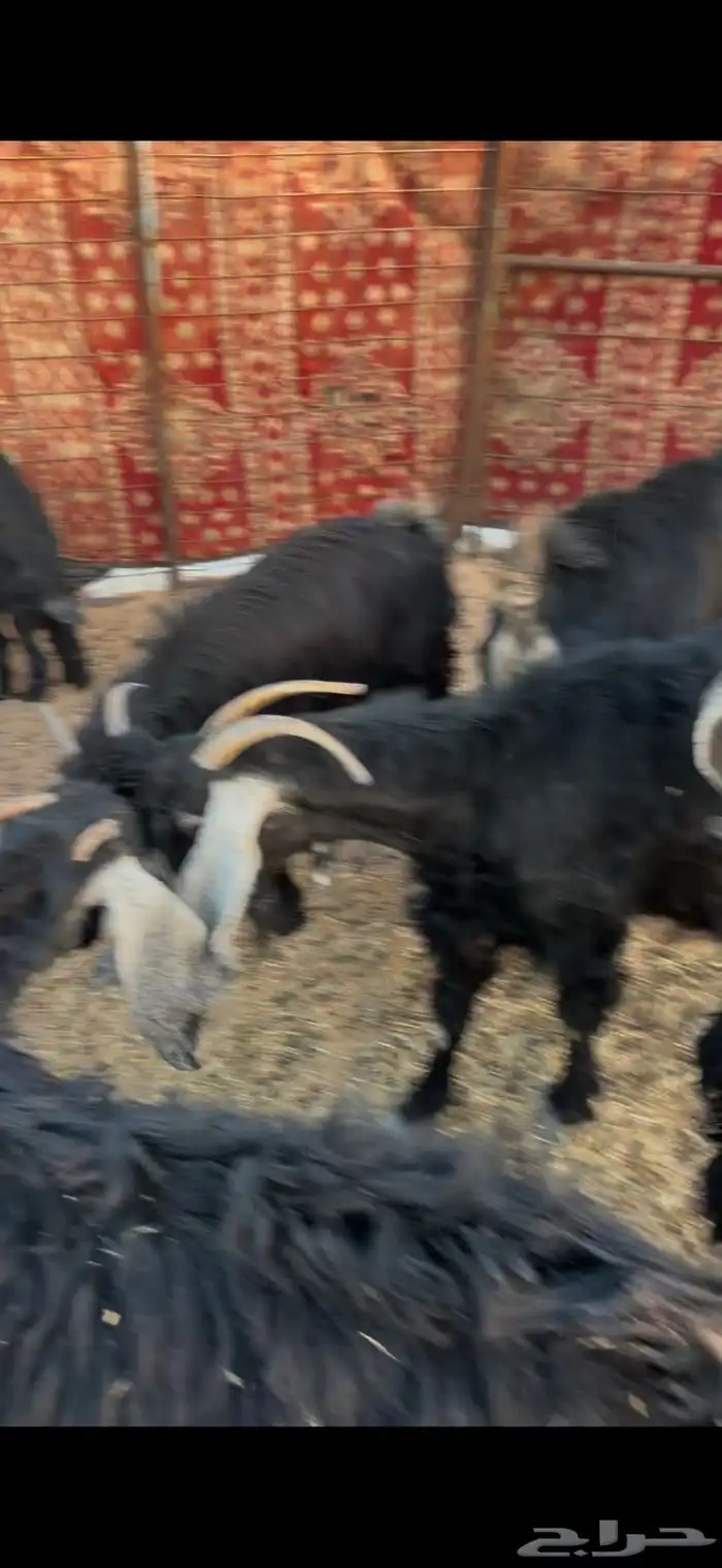 معزا متابيع وباقي حليب 0