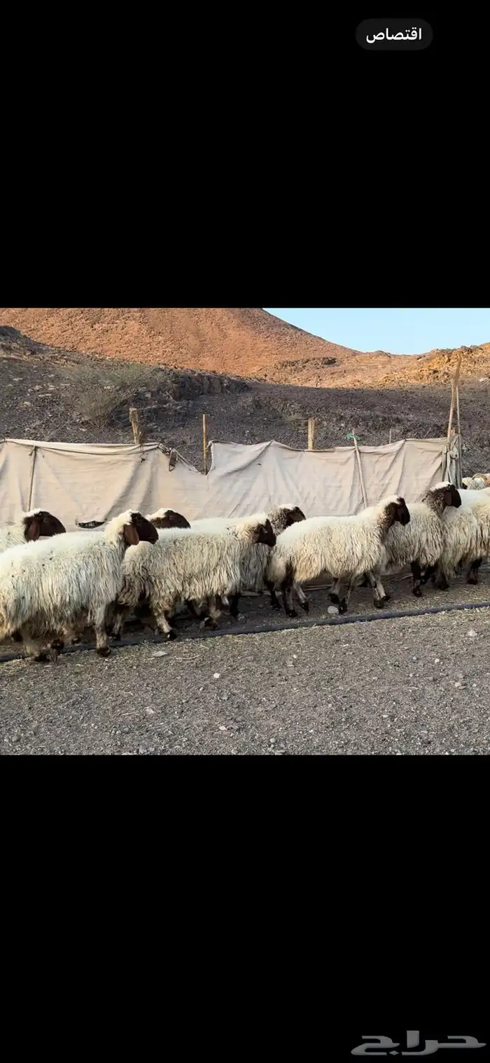 ضان نعيم صنف 3