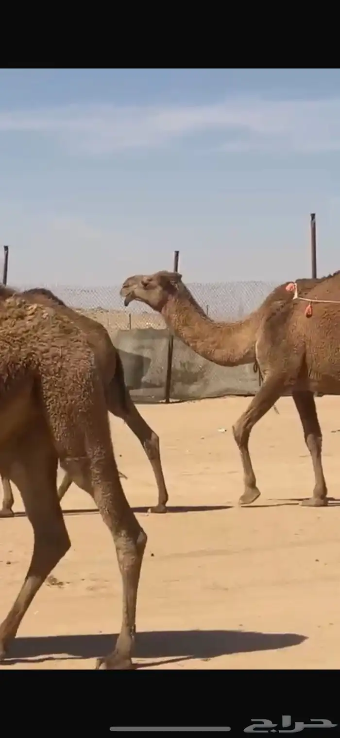 شعلا خلفه تحتها بكره 2