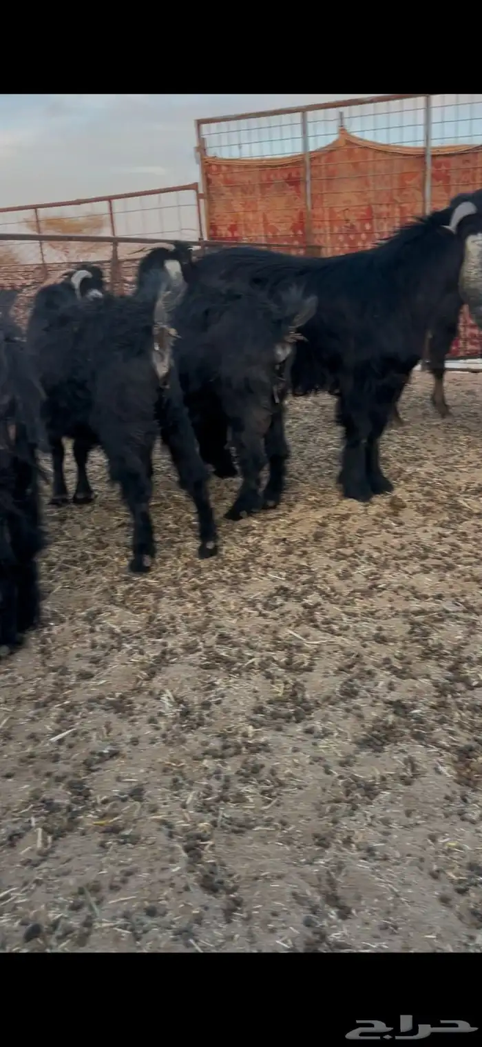 معزا متابيع وباقي حليب 4