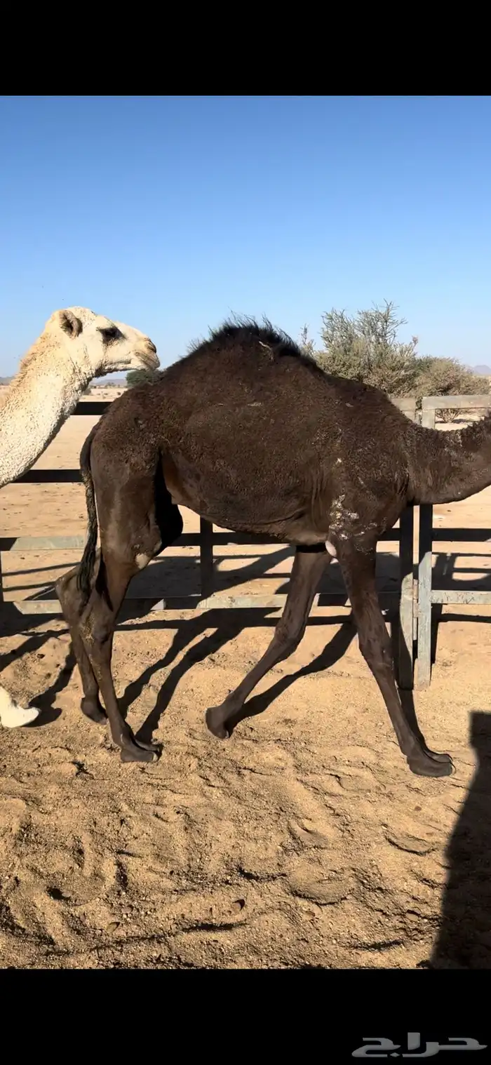 قعودين مفاريد. واحد عمره 12 شهر. واحد عمره 11 القويعيه 2