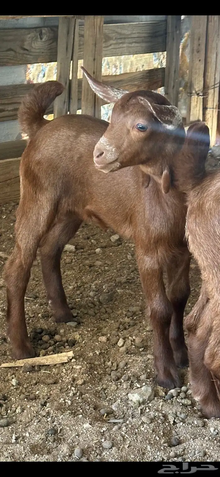 دواغير جنوبيات دهم تيس وجفره تم البيع 0