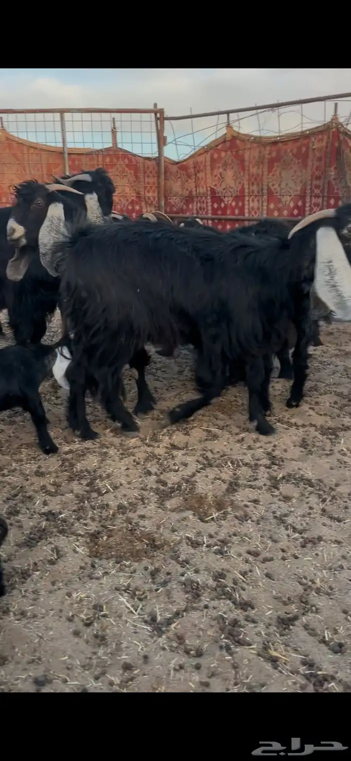 معزا متابيع وباقي حليب 1