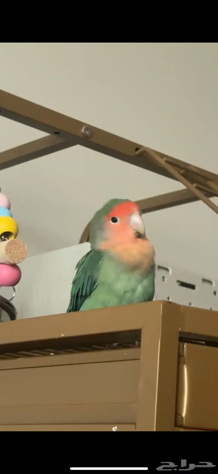 انثى طير روز 1