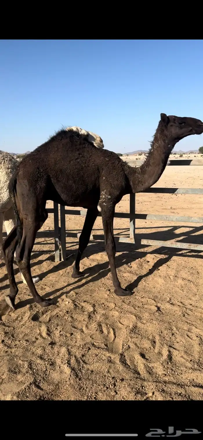 قعودين مفاريد. واحد عمره 12 شهر. واحد عمره 11 القويعيه 0