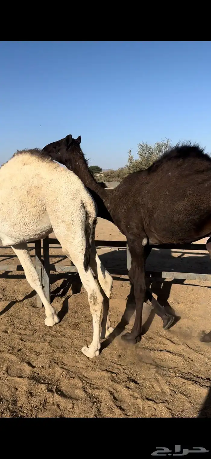 قعودين مفاريد. واحد عمره 12 شهر. واحد عمره 11 القويعيه 1