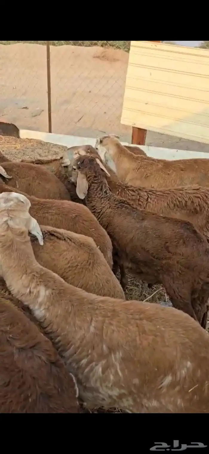 طليان سواكن حمري العدد 9 4