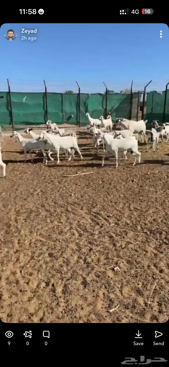 تيوس بيشيه مخصاه جذعان 3