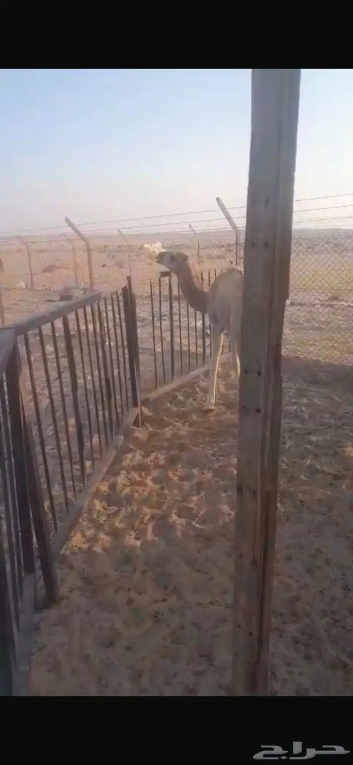 شعلا خلفه تحتها بكره 4