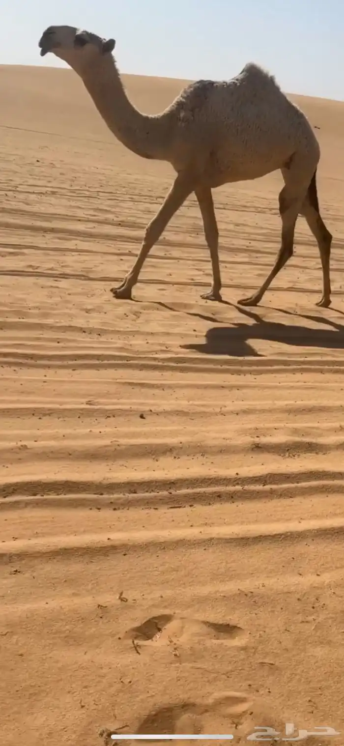 بكارر طيبات 0