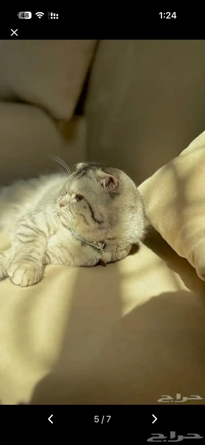 قطوه سكوتش فولد 1